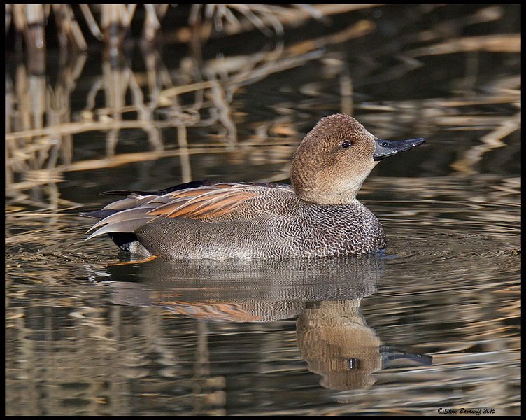 _5SB7252 gadwall drake.jpg